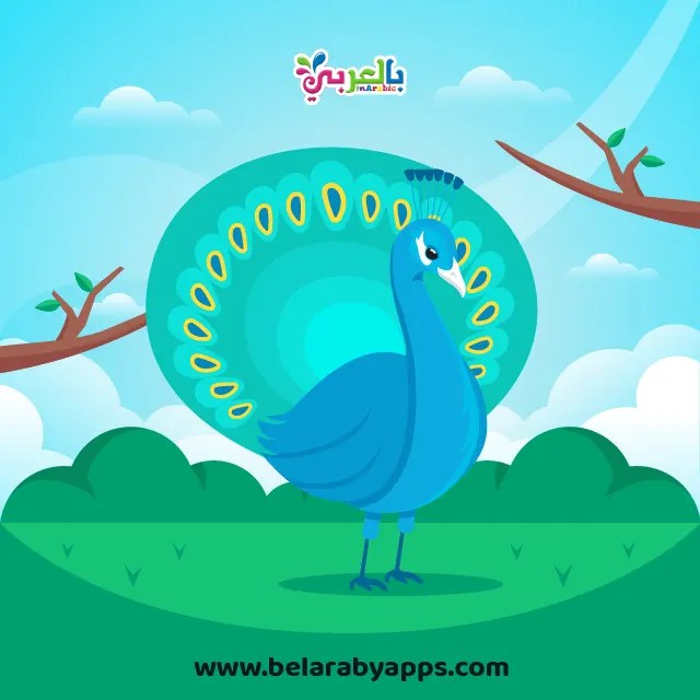 رسم طاووس ملون على الحائط  رسم طاووس ملون على الحائط